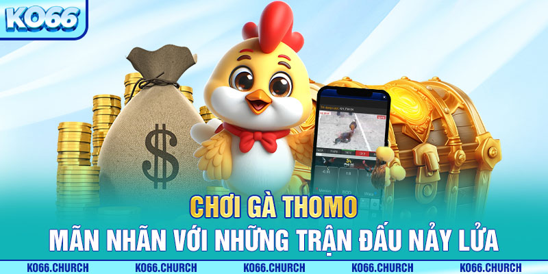 gà chọi thômo